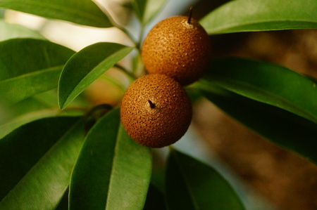 Manilkara zapota fruit growing on the tree close up viewの写真素材