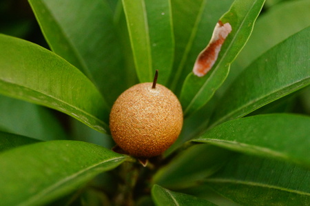 Manilkara zapota fruit growing on the tree close up viewの写真素材