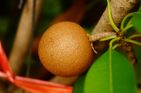 Manilkara zapota fruit growing on the tree close up view