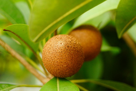 Manilkara zapota fruit growing on the tree close up viewの写真素材