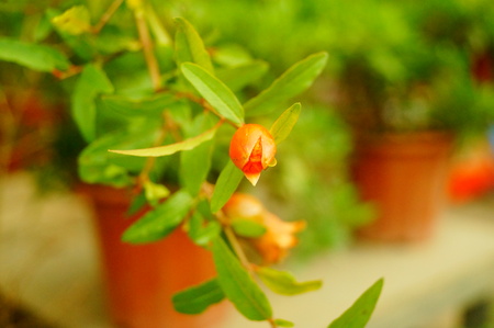 Pomegranate trees blossom and bear fruitの写真素材