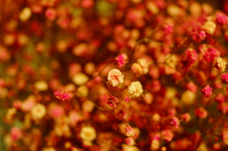 Baby's-breath flowersの写真素材