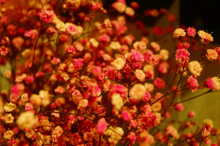 Baby's-breath flowersの写真素材