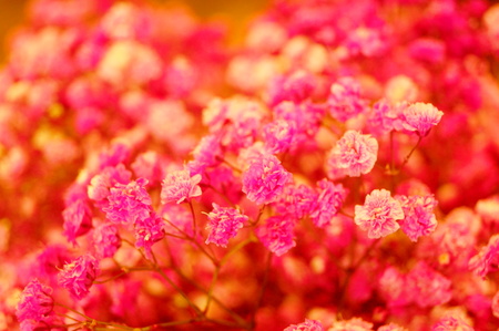 Baby's-breath flowersの写真素材