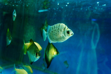 Brazil fish and duckbill crocodiles live together in the poolの写真素材