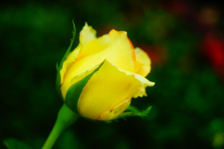 The roses growing in the gardenの写真素材