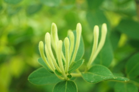 Honeysuckle close upの写真素材