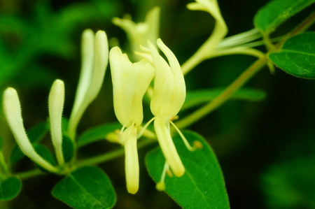 Honeysuckle close upの写真素材