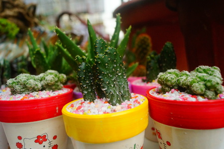 Succulents columnar cactus in the flower shop sale.の写真素材