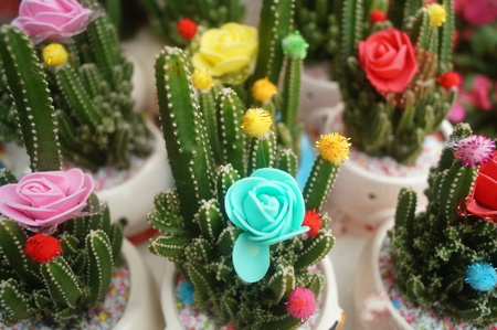 Succulents columnar cactus in the flower shop sale.の写真素材