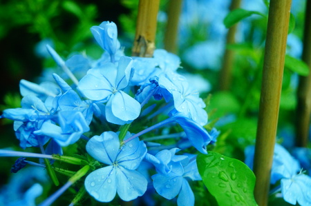 Blue flowers in a gardenの写真素材