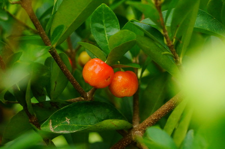 The cherry is on the branch, in the orchardの写真素材