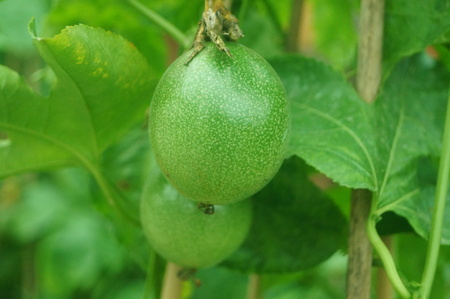 A close-up of passion fruit growing in an orchardの写真素材