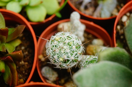 Succulent plantsの写真素材