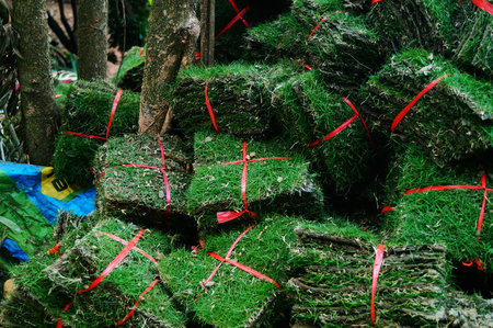 A close-up of green turf. Grass vegetation on the site of green belt constructionの写真素材