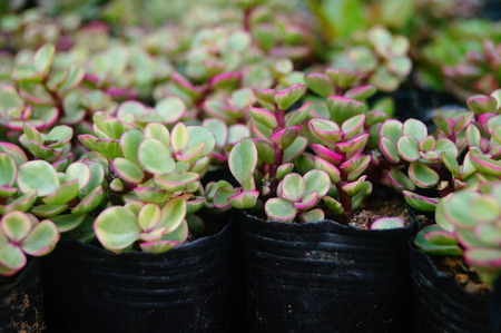 Green succulent plantの写真素材