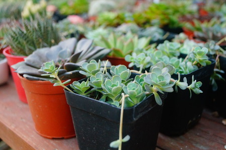 Green succulent plantの写真素材