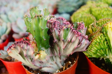 Green succulent plantの写真素材