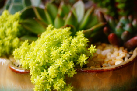 Potted plant close up viewの写真素材