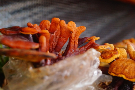 Cultivation of Ganoderma lucidum