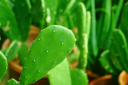 The close-up of the green cactusの写真素材