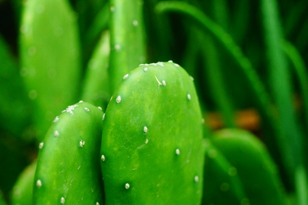 The close-up of the green cactusの写真素材