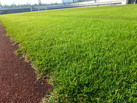 The lawn landscape of the football fieldのeditorial素材