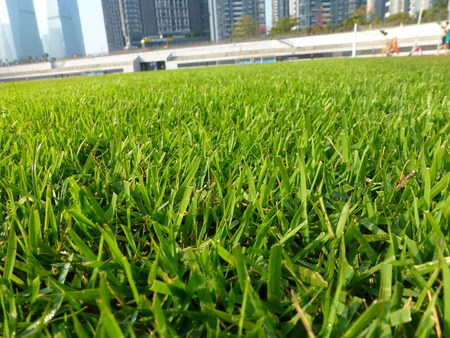 green lawnのeditorial素材