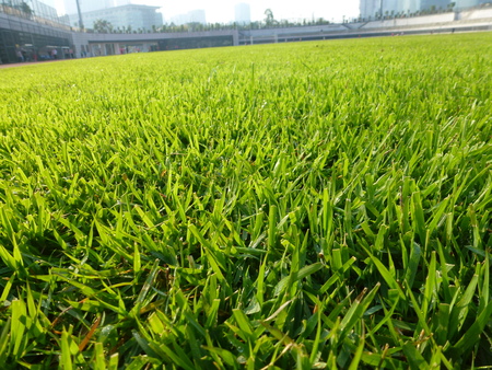 The lawn landscape of the football fieldのeditorial素材