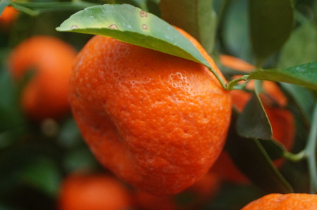 Mature citrus hangs on the orange treeの写真素材