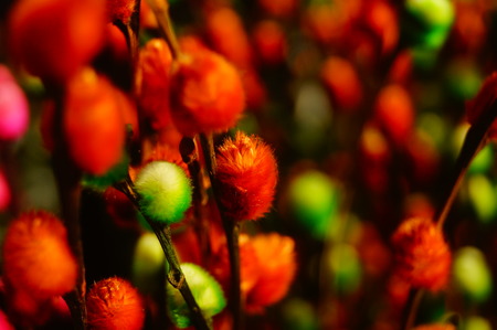 Colorful pussy willow plantsの写真素材
