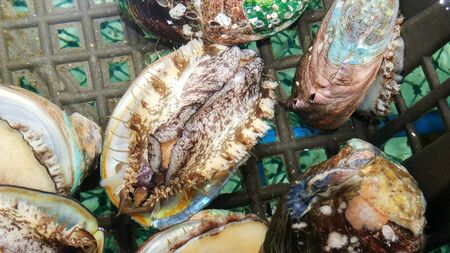 Fresh abalone