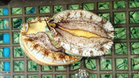 Fresh abalone