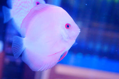 Fairy fishの写真素材
