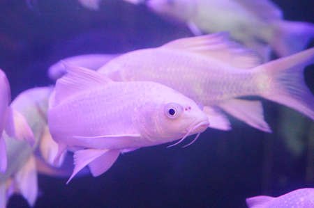 White Koiの写真素材