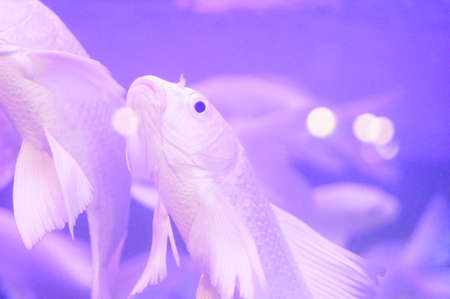 White Koi