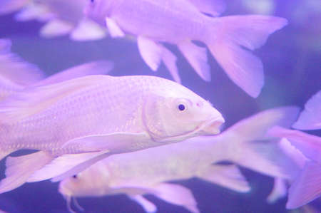 White Koiの写真素材