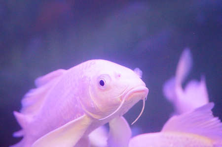 White Koiの写真素材