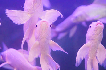 White Koiの写真素材