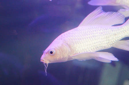 White Koiの写真素材
