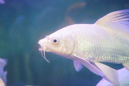 White Koiの写真素材