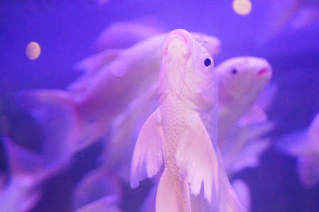 White Koi