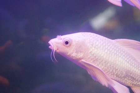 White Koiの写真素材