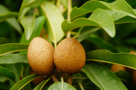 monorchid herminium herbの写真素材