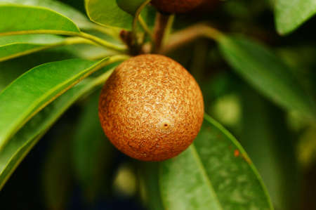 monorchid herminium herbの写真素材