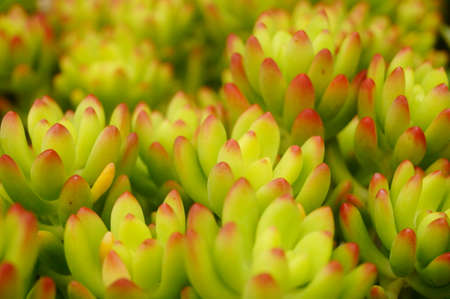 Succulent plantの写真素材