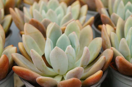 Succulent plantの写真素材