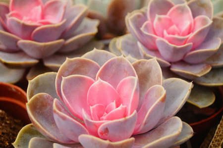 Succulent plant landscapeの写真素材