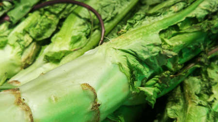 Lettuce and vegetableの写真素材