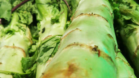 Lettuce and vegetableの写真素材